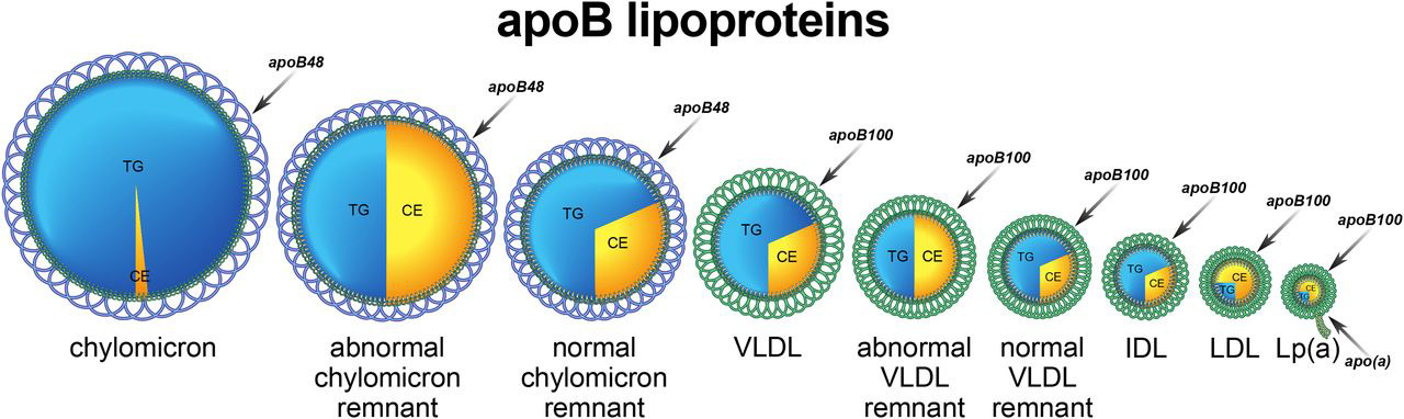 ApoB particles