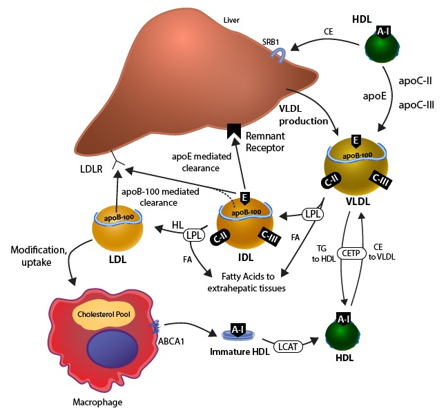 apoB100 metabolism