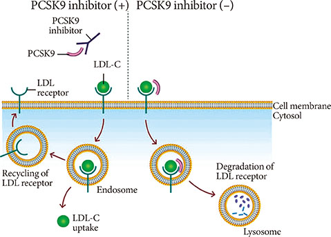 PCSK9 summary