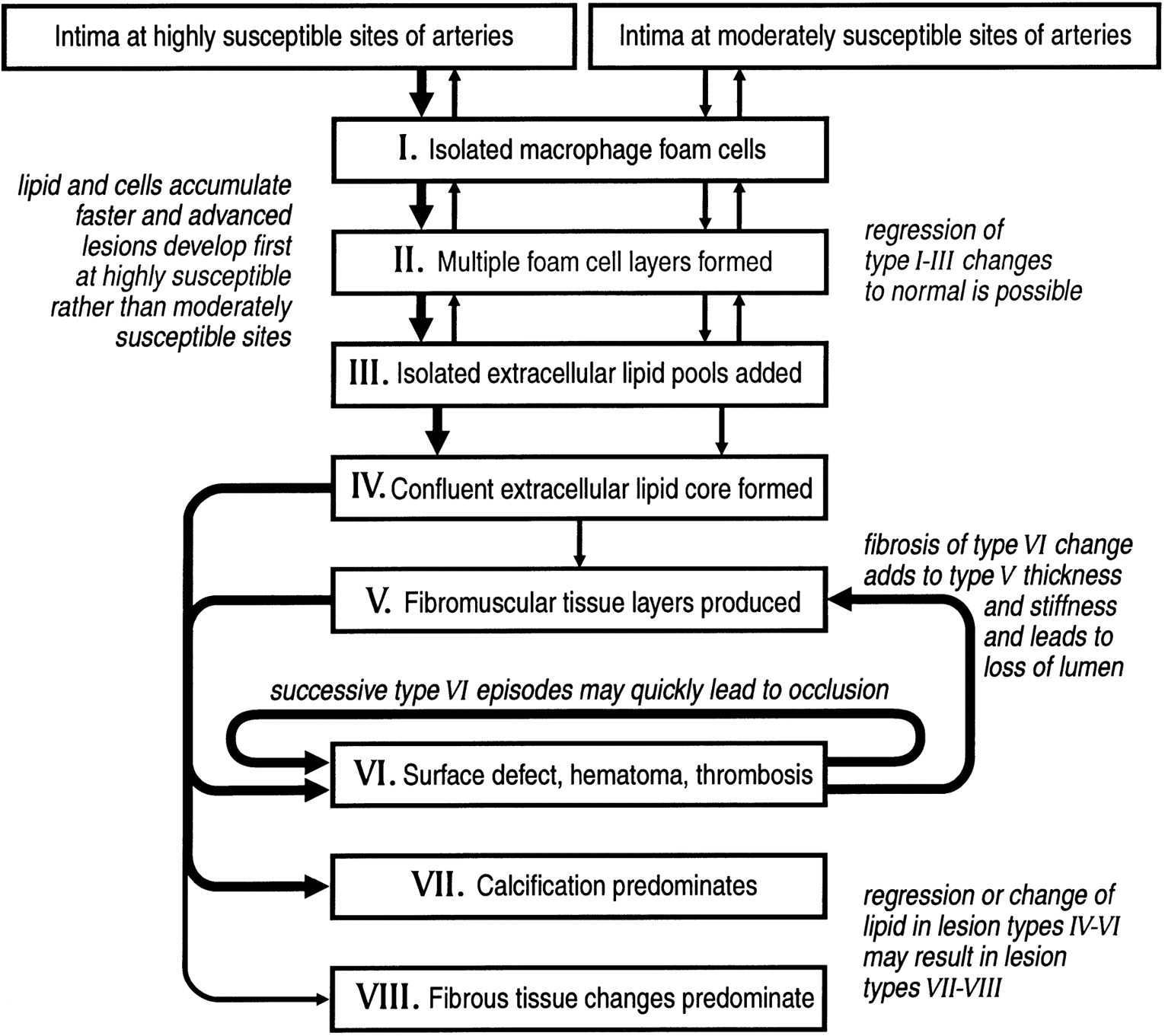 Stages of atherosclerotic plaque development