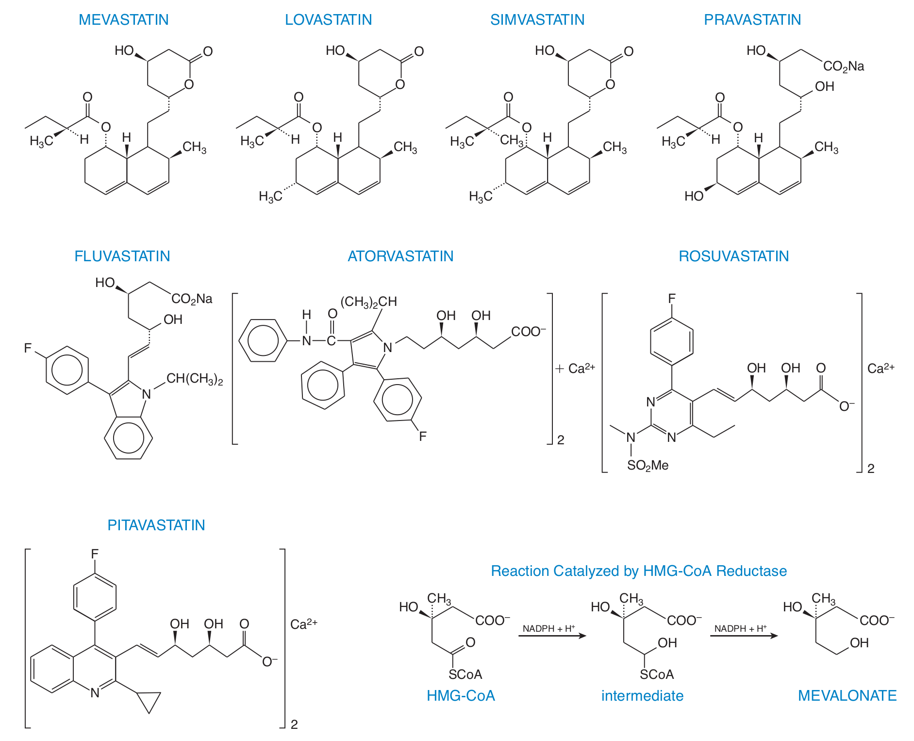 Statins, structures and HMG-CoA reductase reaction